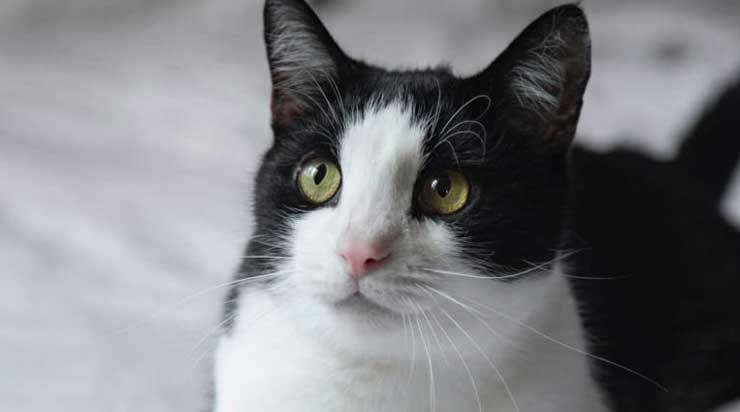 cat_9nIe9.jpg