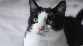 cat_9nIe9.jpg