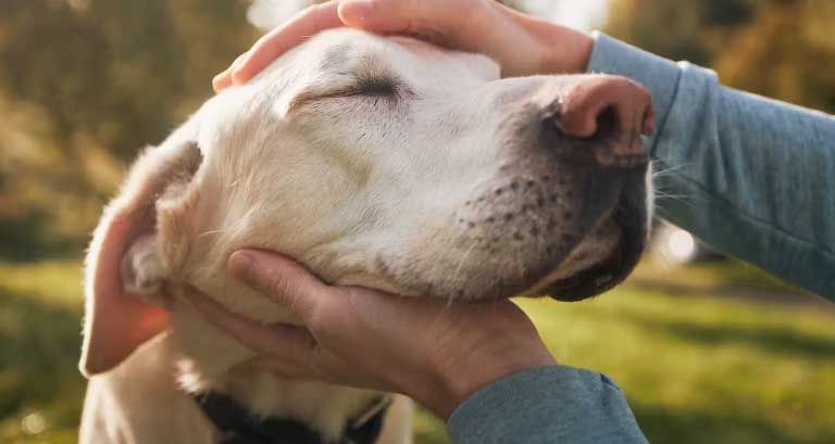 dogs_UIvuO.jpg