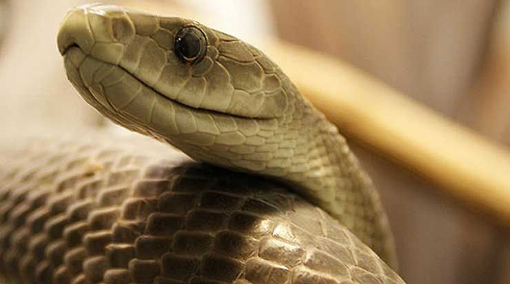 black-mamba_xy08N.jpg