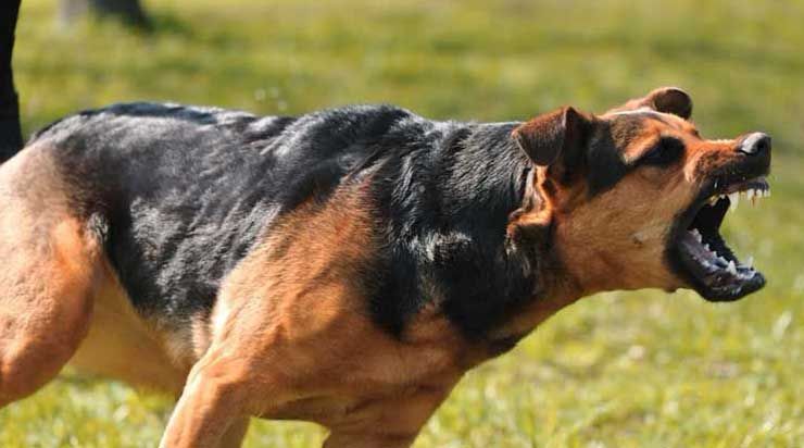 dog-dog_3t3oY.jpg