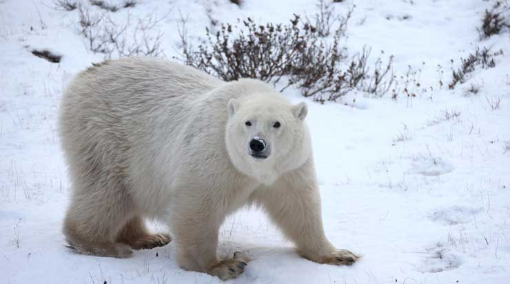 polar-bear_hf-DM.jpg