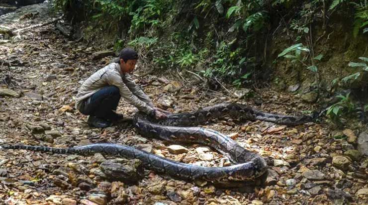 python_ZLc3G.jpg