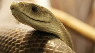 black-mamba_xy08N.jpg