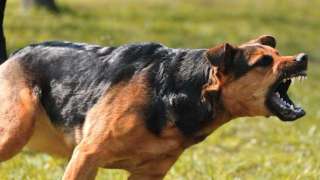 dog-dog_3t3oY.jpg