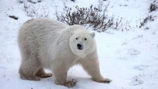 polar-bear_hf-DM.jpg