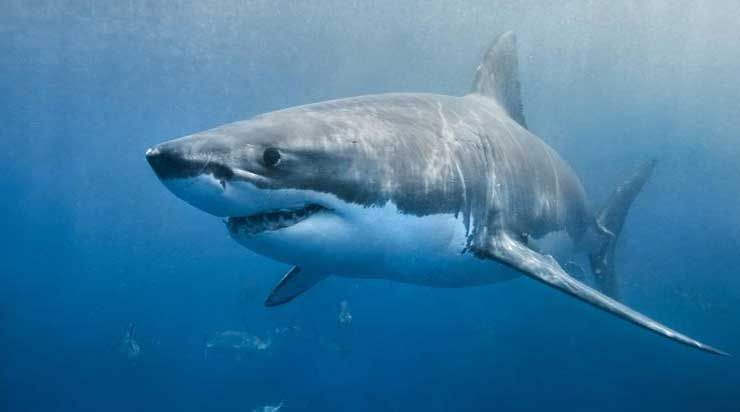 white-shark_3ehI3.jpg