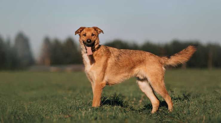 dog-hym_6q-Mm.jpg