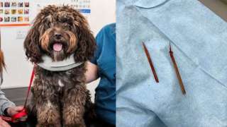 dog-swins_70Axi.jpg