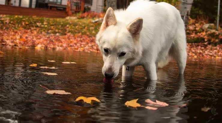 dog-water_0_4ms.jpg