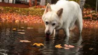 dog-water_0_4ms.jpg
